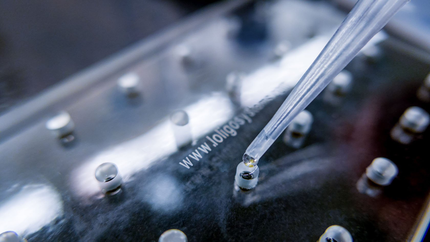 Microplate Zebrafish Embryo Experiment AU 0917 1